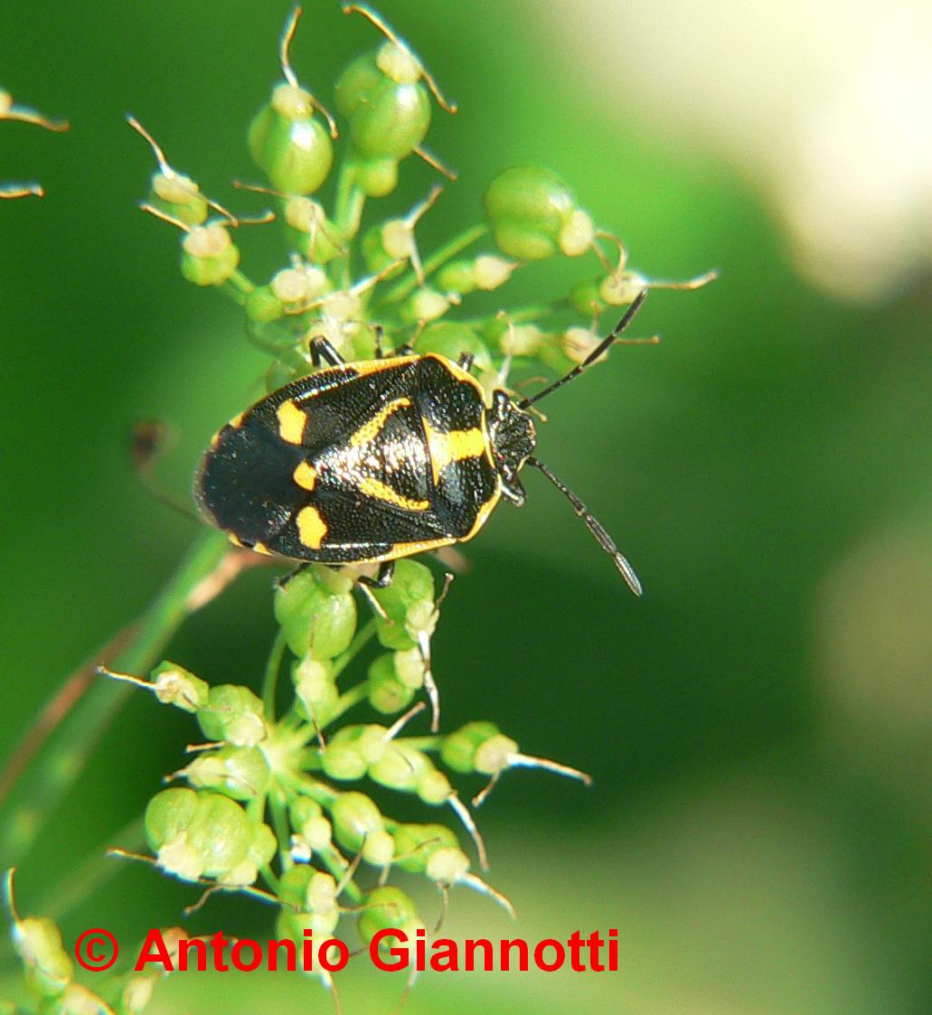 Eurydema oleracea